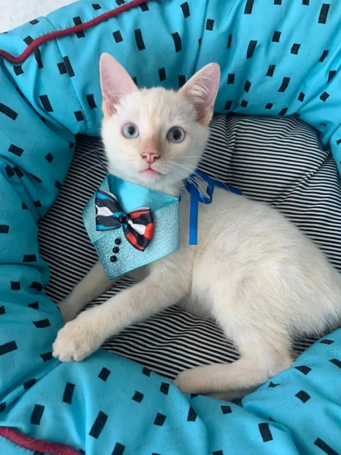 Gato ra a SRD idade 2 a 6 meses nome VALENTIM