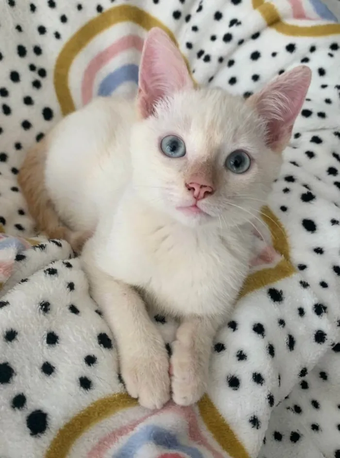 Gato ra a SRD idade 2 a 6 meses nome VALENTIM