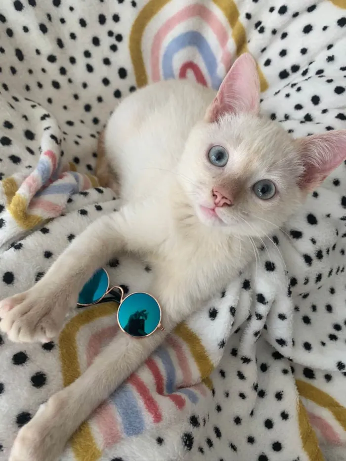 Gato ra a SRD idade 2 a 6 meses nome VALENTIM