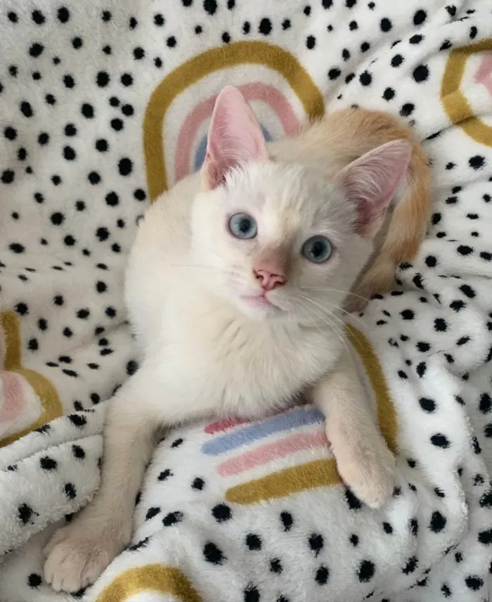 Gato ra a SRD idade 2 a 6 meses nome VALENTIM
