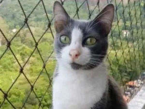 Gato raça srd bicolor idade 2 anos nome AYSHA