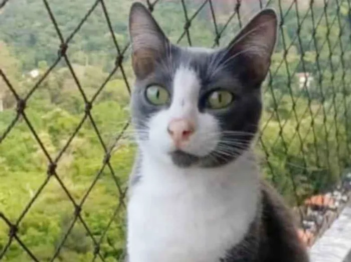 Gato ra a srd bicolor idade 2 anos nome AYSHA