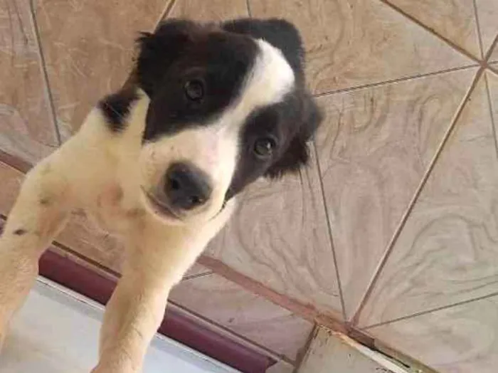 Cachorro ra a Viralata idade 2 a 6 meses nome Jujuba