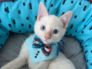 Gato raça SRD idade 2 a 6 meses nome VALENTIM