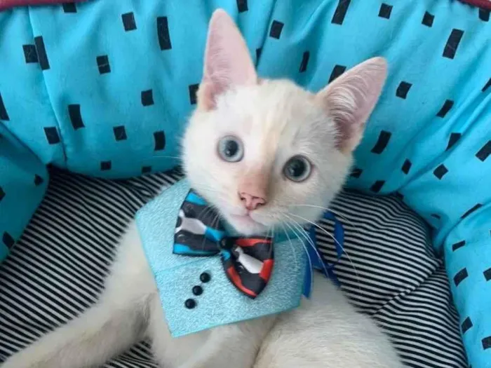 Gato ra a SRD idade 2 a 6 meses nome VALENTIM