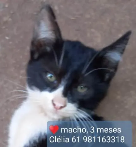 Gato ra a Felino SRD idade 2 a 6 meses nome Frajola