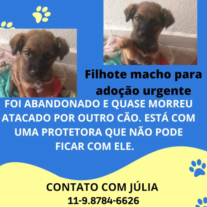 Cachorro ra a SRD idade Abaixo de 2 meses nome Nininho