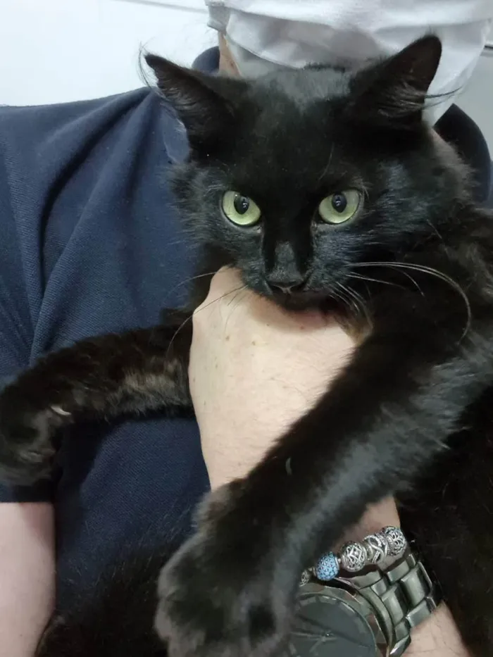 Gato ra a Felino SRD idade 7 a 11 meses nome Sem nome