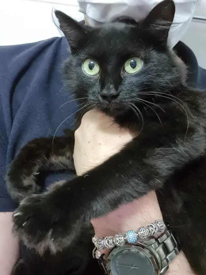 Gato ra a Felino SRD idade 7 a 11 meses nome Sem nome