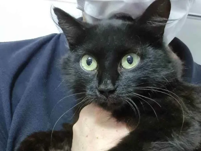Gato ra a Felino SRD idade 7 a 11 meses nome Sem nome