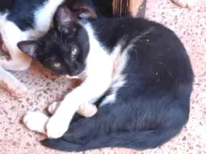 Gato raça Felino SRD idade 2 a 6 meses nome Frajola