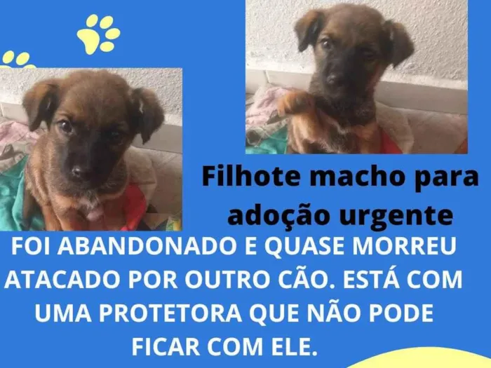 Cachorro ra a SRD idade Abaixo de 2 meses nome Nininho