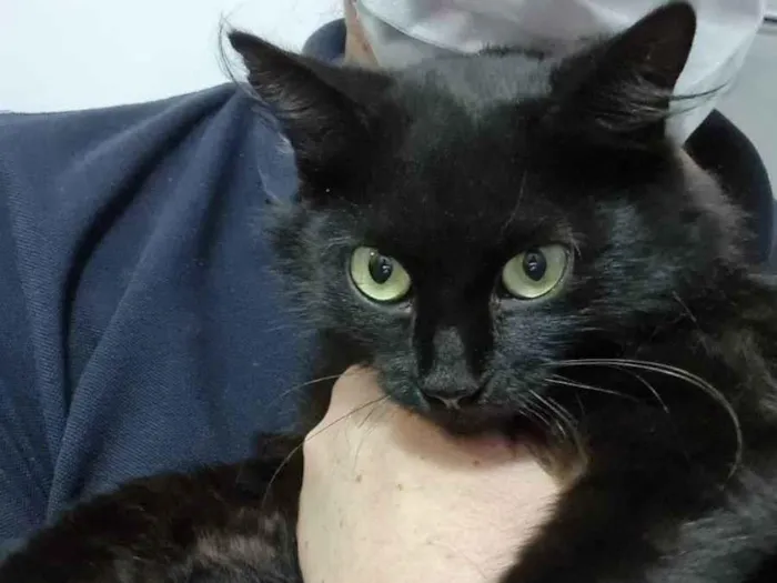 Gato ra a Felino SRD idade 7 a 11 meses nome Sem nome