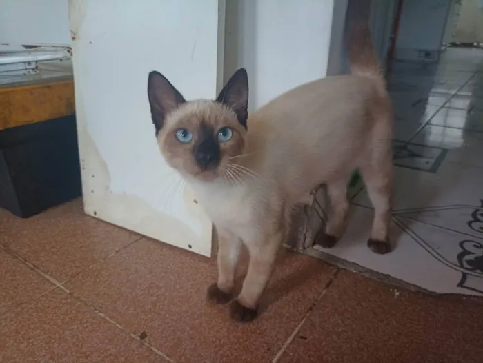 Gato raça Siamês idade 2 a 6 meses nome Eleonor