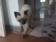 Eleonor