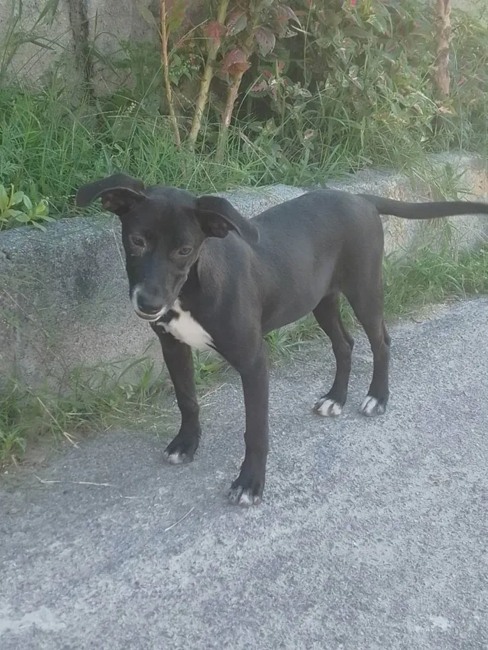 Cachorro ra a Vira - lata com Pitbull idade 2 a 6 meses nome Bebel