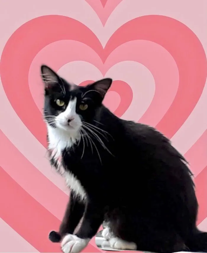 Gato raça Srd idade 1 ano nome Nariz frajola lindo 