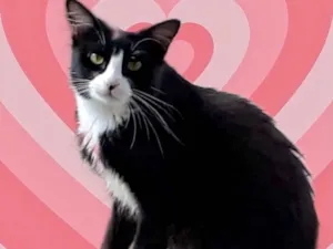 Gato raça Srd idade 1 ano nome Nariz frajola lindo 
