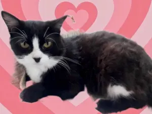 Gato raça Srd idade 1 ano nome Cotoco lindo 