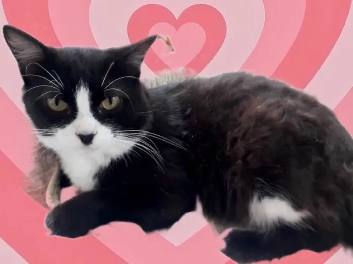 Gato raça Srd idade 1 ano nome Cotoco lindo 