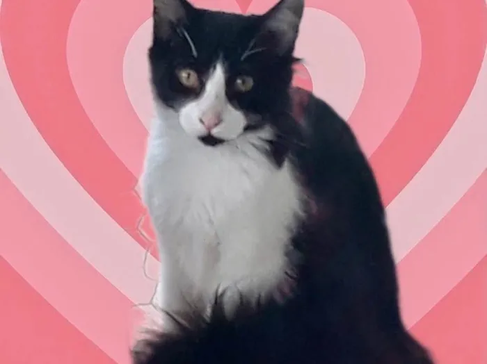 Gato raça Srd idade 2 a 6 meses nome Jade bb5meses 