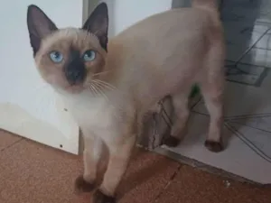 Gato raça Siamês idade 2 a 6 meses nome Eleonor