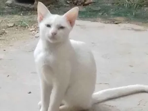 Gato raça Siamês idade 2 a 6 meses nome Neve