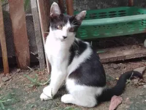 Gato raça Srd idade 2 a 6 meses nome Tom
