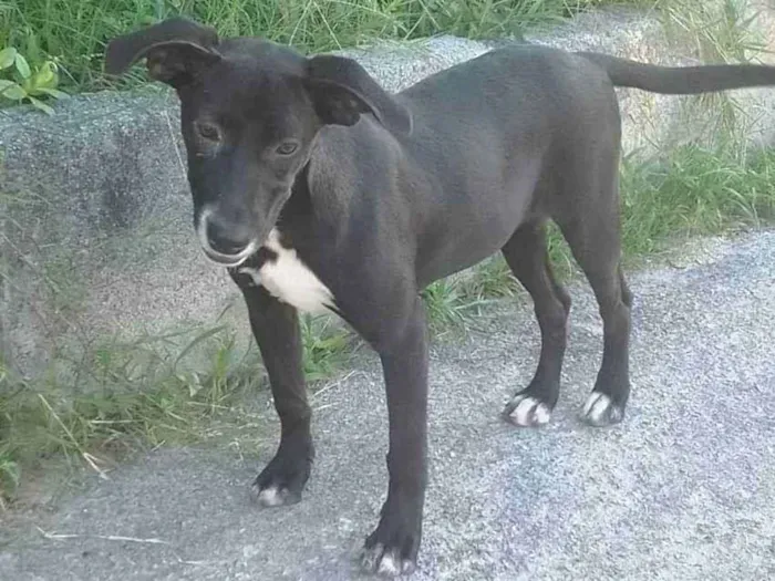 Cachorro ra a Vira - lata com Pitbull idade 2 a 6 meses nome Bebel