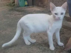 Gato raça Srd idade 2 a 6 meses nome Pink