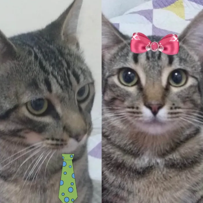 Gato ra a Mesticos  idade 2 a 6 meses nome Theo e Belinha 