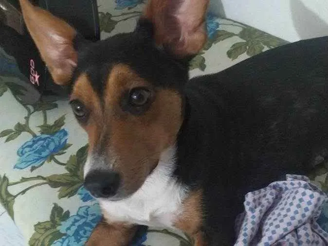 Cachorro raça Mestiça idade 1 ano nome Zoe