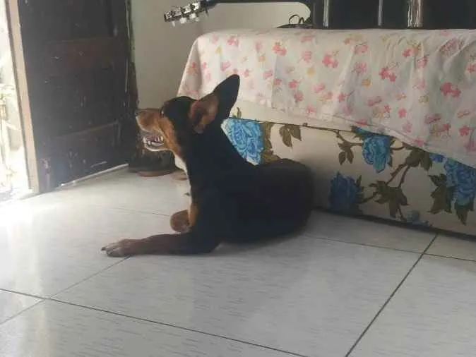 Cachorro raça Mestiça idade 1 ano nome Zoe