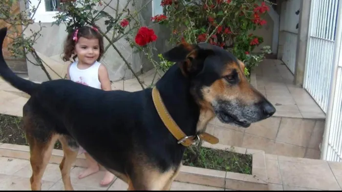 Cachorro ra a Mestiço Pastor com Doberman idade 6 ou mais anos nome Bruce