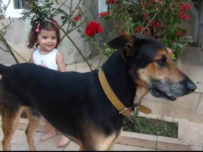 Cachorro ra a Mestiço Pastor com Doberman idade 6 ou mais anos nome Bruce