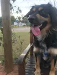 Simba