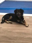 Simba