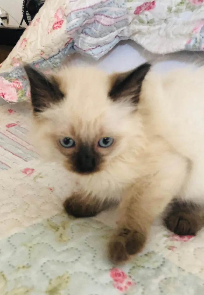 Gato raça Srd idade Abaixo de 2 meses nome Teco