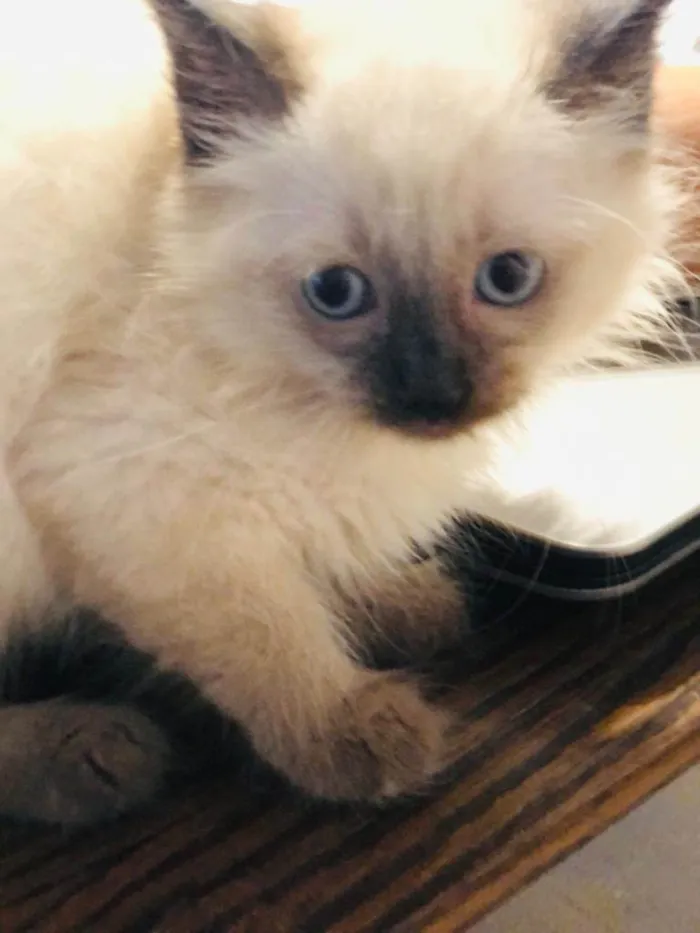 Gato raça Srd idade Abaixo de 2 meses nome Teco