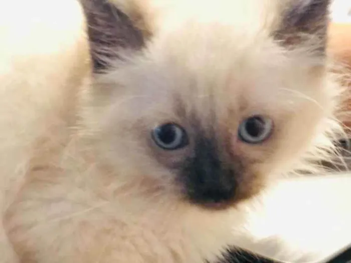 Gato raça Srd idade Abaixo de 2 meses nome Teco