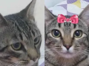 Gato raça Mesticos  idade 2 a 6 meses nome Theo e Belinha 