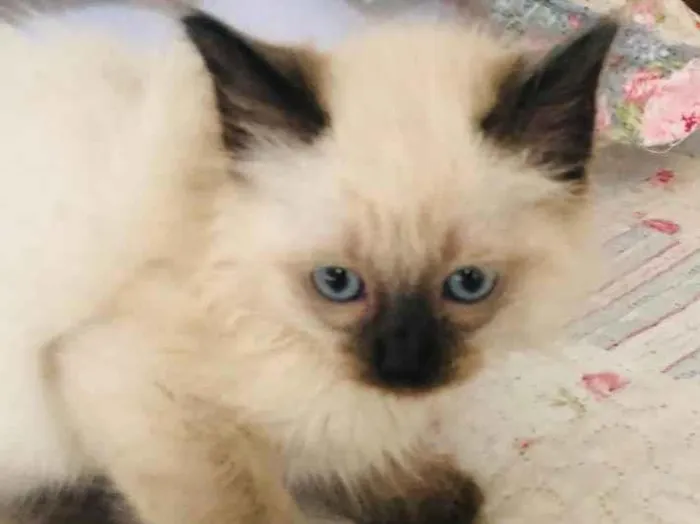 Gato raça Srd idade Abaixo de 2 meses nome Teco