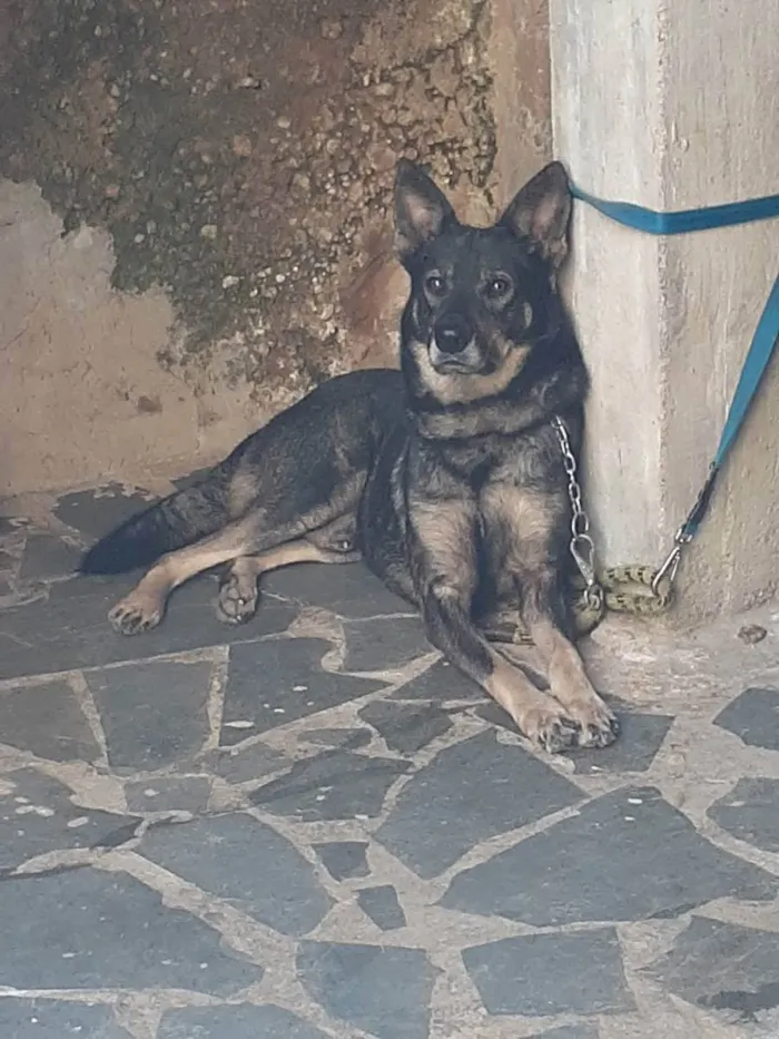 Cachorro raça Pastor alemão  idade 3 anos nome Bad