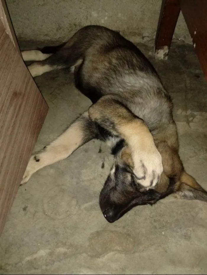 Cachorro raça Pastor alemão  idade 3 anos nome Bad