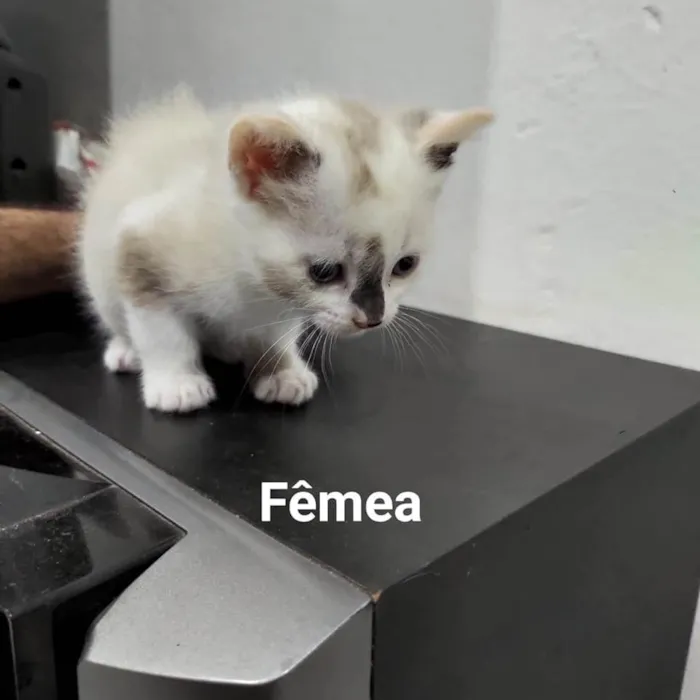 Gato raça sem raça definida idade Abaixo de 2 meses nome sem nome