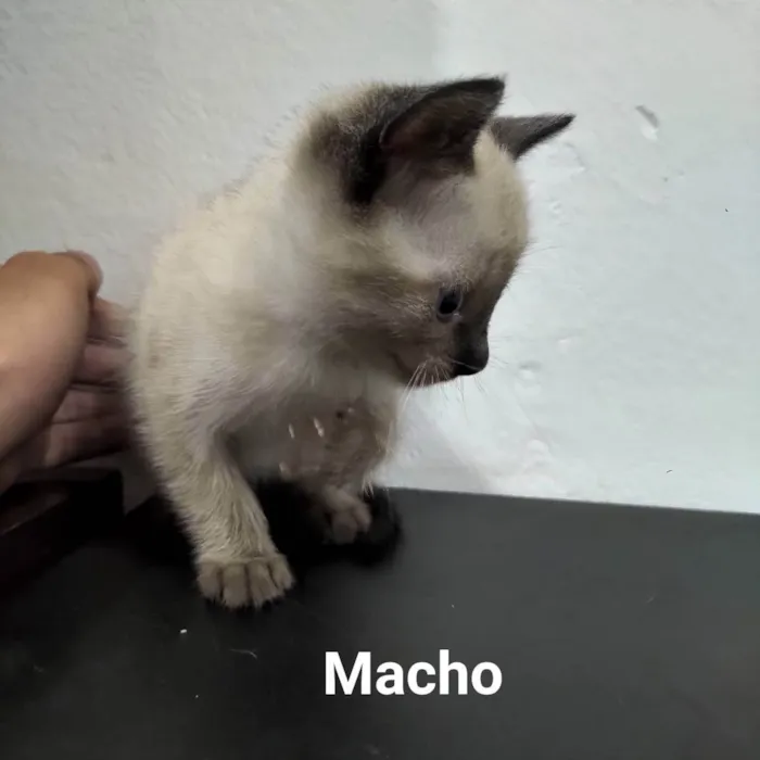 Gato raça sem raça definida idade Abaixo de 2 meses nome sem nome