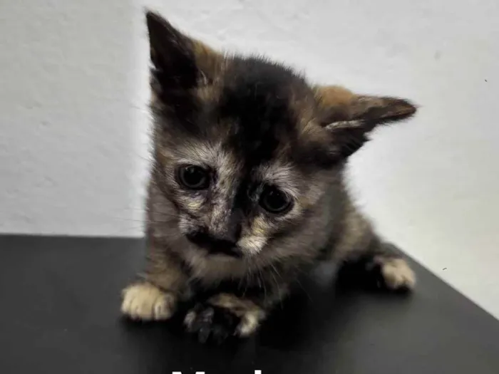 Gato raça sem raça definida idade Abaixo de 2 meses nome sem nome