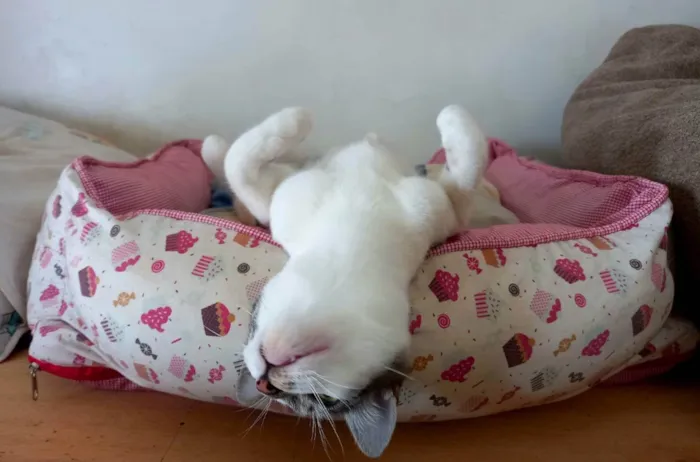 Gato raça Birmanes idade 2 a 6 meses nome Flow