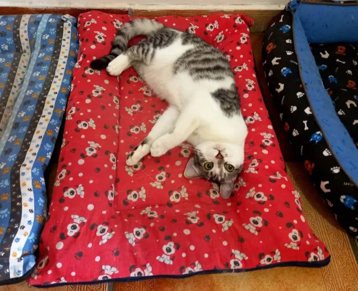 Gato raça Birmanes idade 2 a 6 meses nome Flow