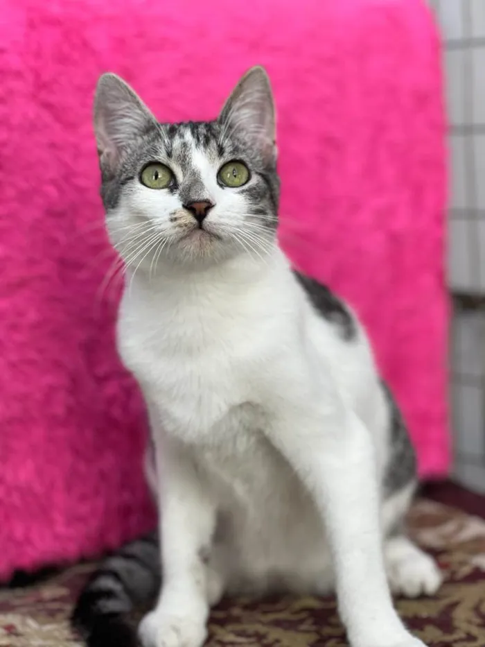 Gato raça Birmanes idade 2 a 6 meses nome Flow